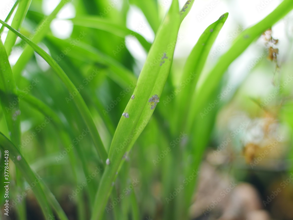 Plenty of mealy bug on the green grass. Selective focus concept. Plenty of mealy bug on the green grass. Selective focus concept.