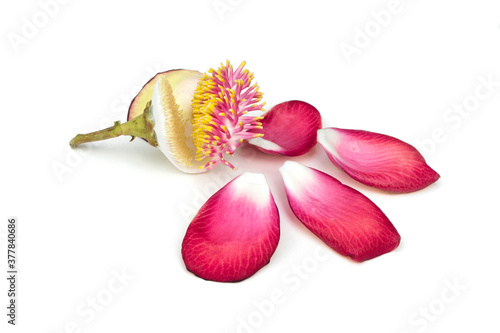 Shorea robusta flower  Dipterocarpaceae  isolated on white background.