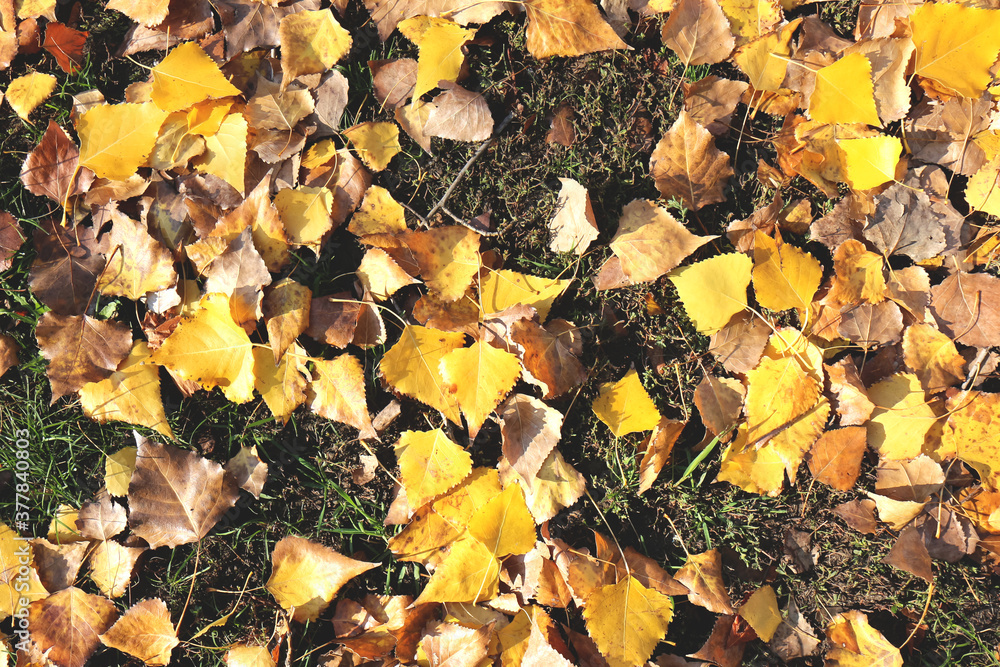 Autumn background. Yellow, fallen leaves on the ground. Golden autumn leaves background Autumn background. Yellow, fallen leaves on the ground. Golden autumn leaves background
