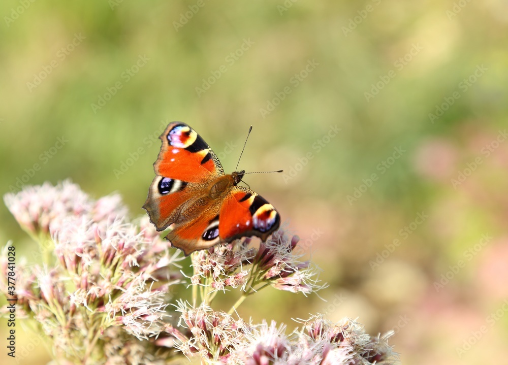 Butterfly. Butterfly.