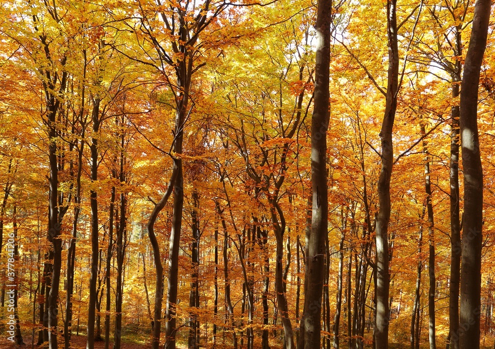 Autumn forest.