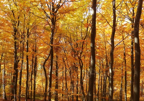 Autumn forest. © Profotokris