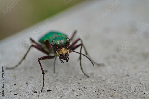 Green ground beetle head close-up. © ELENA MASTEROVA