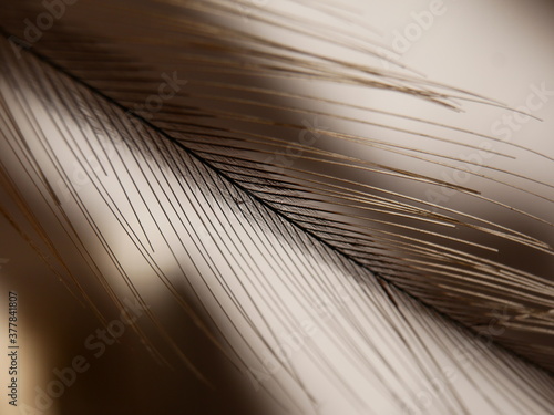 Brown macro feather on a beige background