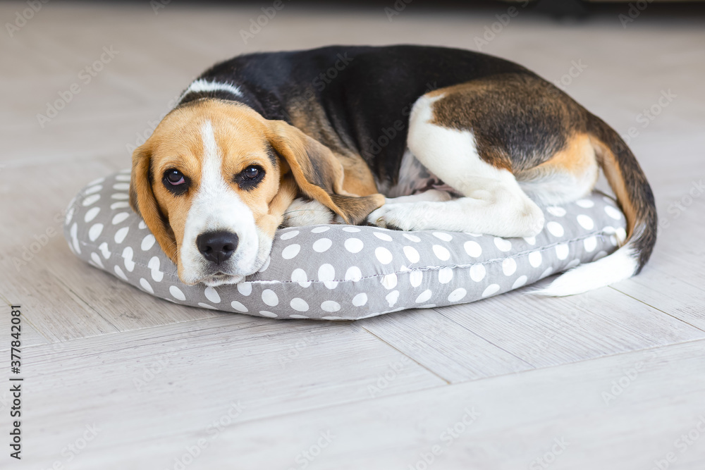 The beagle dog lies on a pillow at home. A pet
