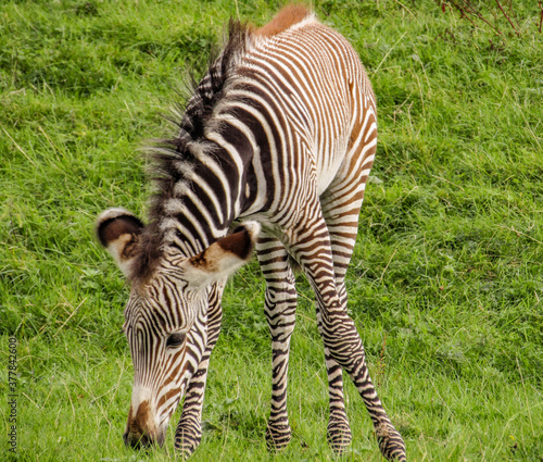 Baby Zebra chewing grass