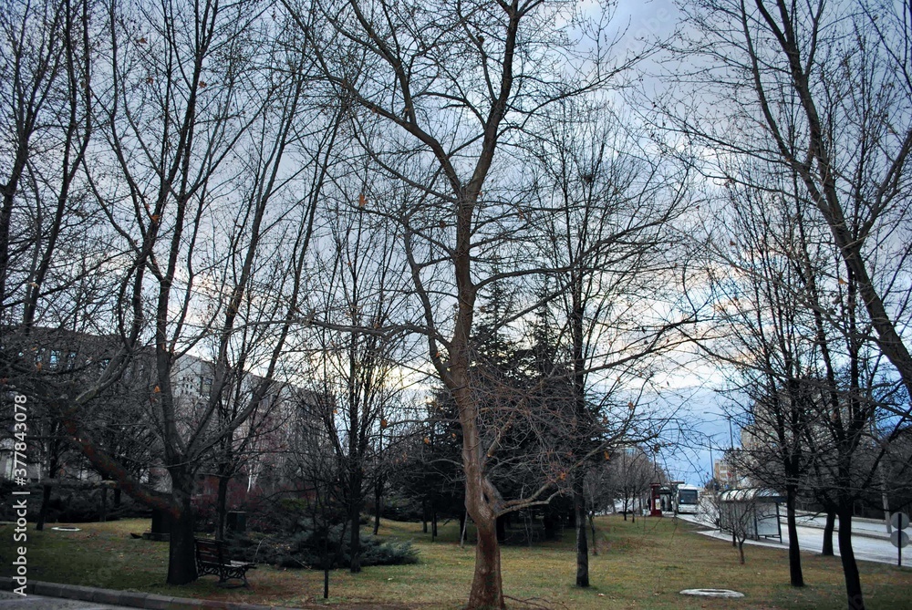 Obraz premium Ankara Turkey. The campus of Bilkent University with tall bare trees.