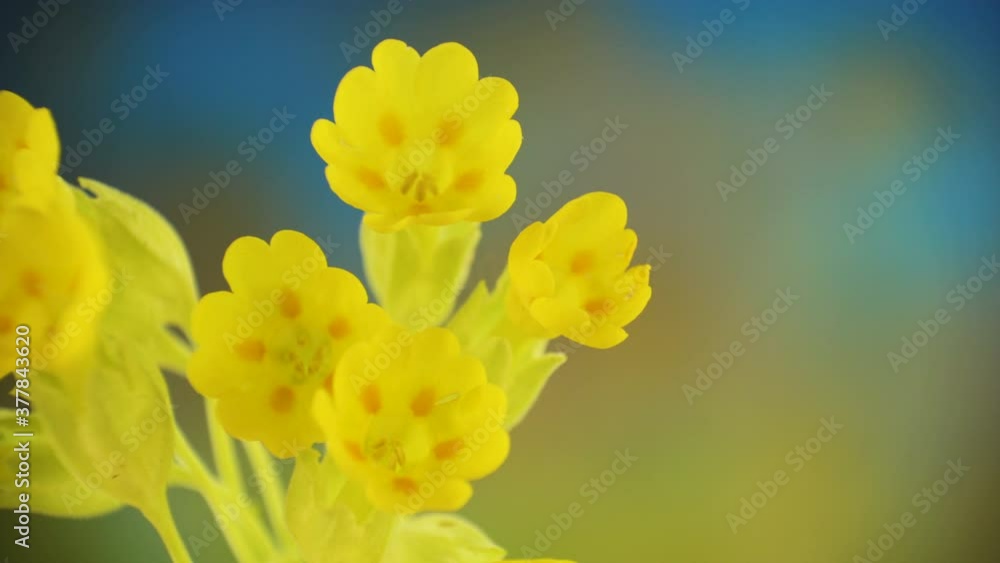 The bunch of yellow flowers of the cowslip plant The bunch of yellow flowers of the cowslip plant