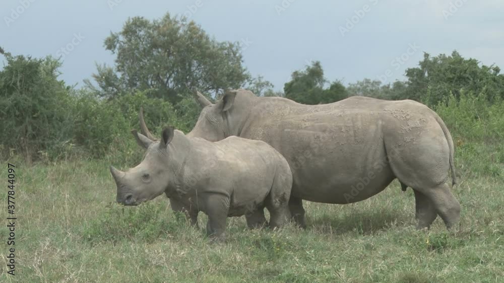 worried mother and baby white rhino close to the road. worried mother and baby white rhino close to the road.