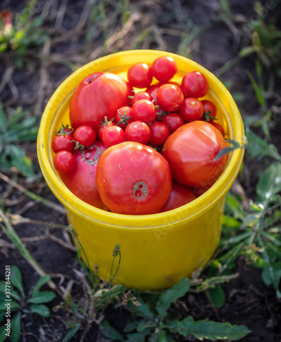 Red ripe tomatoes in a bucket at nature