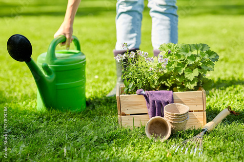 gardening and people concept - woman with watering can, garden tools and flowers in wooden box at summer