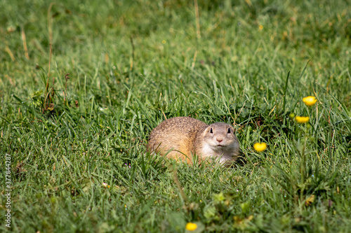 Ground Squirrel