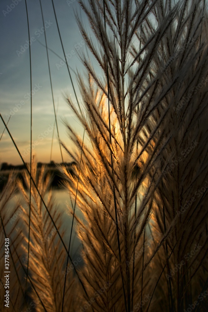 Obraz premium Saccharum Spontaneum or Wild Sugarcanes or Kash Phool in Evening Time With Selective Focus