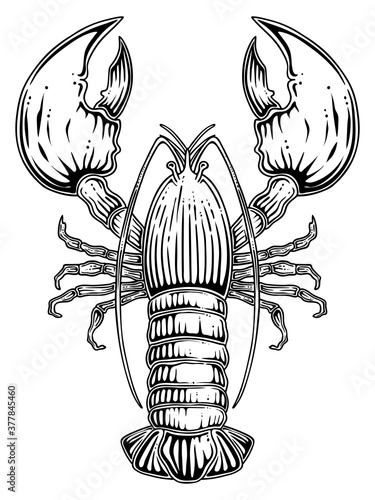 Lobster. Hand drawn vector, engraving style