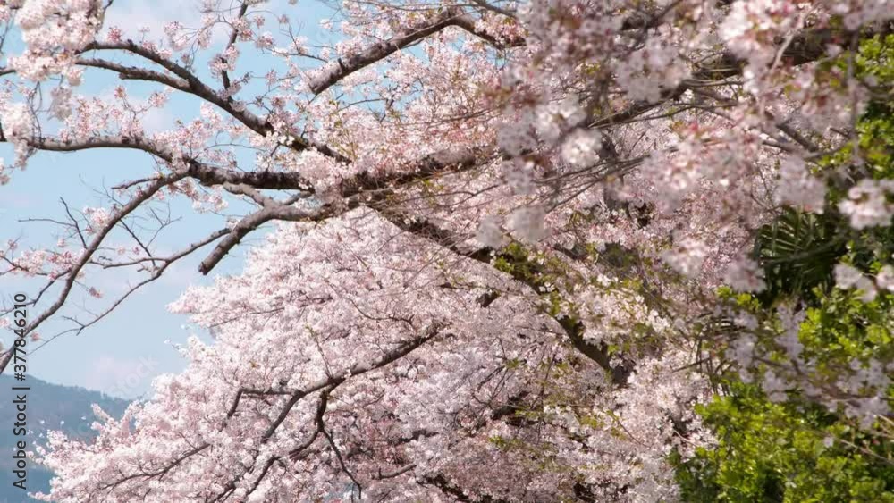 Cherry Blossom - Pink Flowers Cherry Blossom - Pink Flowers
