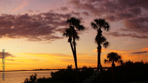 Sunrise Palm Trees 5