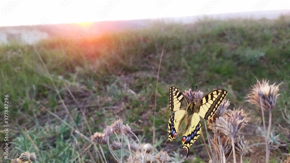 butterfly on the grass