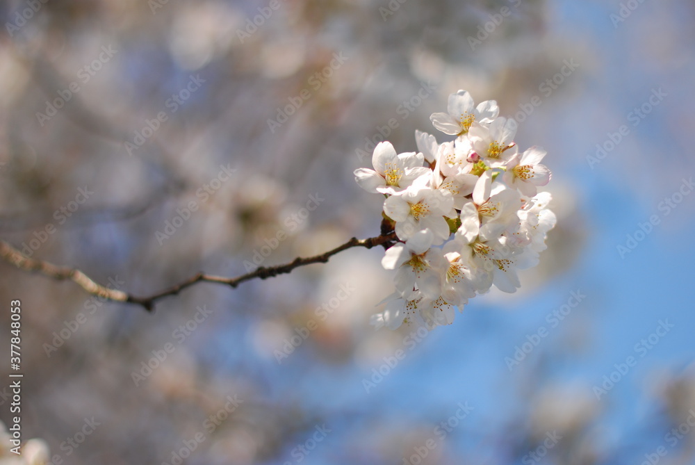 桜 桜