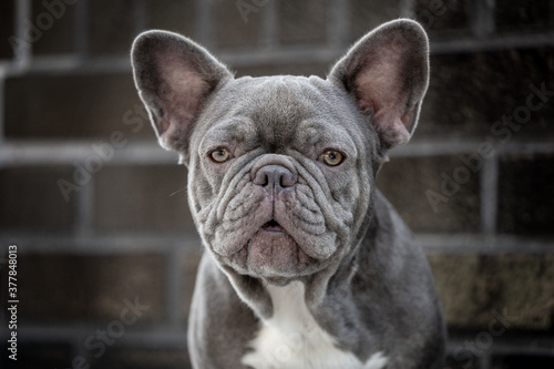 Französische Bulldogge © Steffen Wrensch