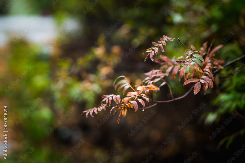 Rowan's tree branches with bright orange leaves in rainy autumn's day. Autumn nature. Selective focus. 