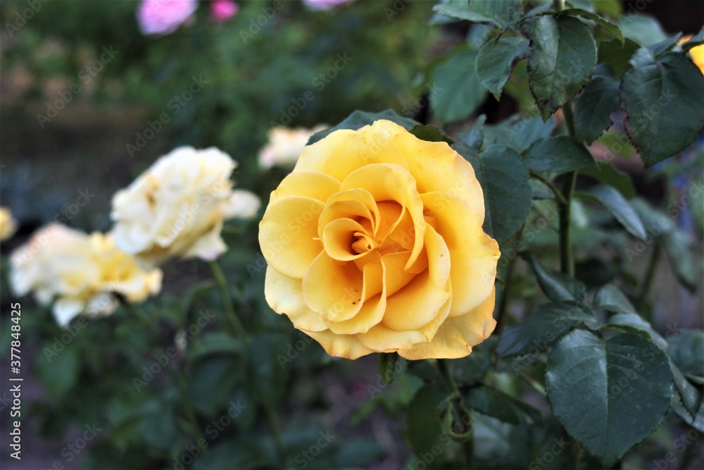 yellow rose in garden