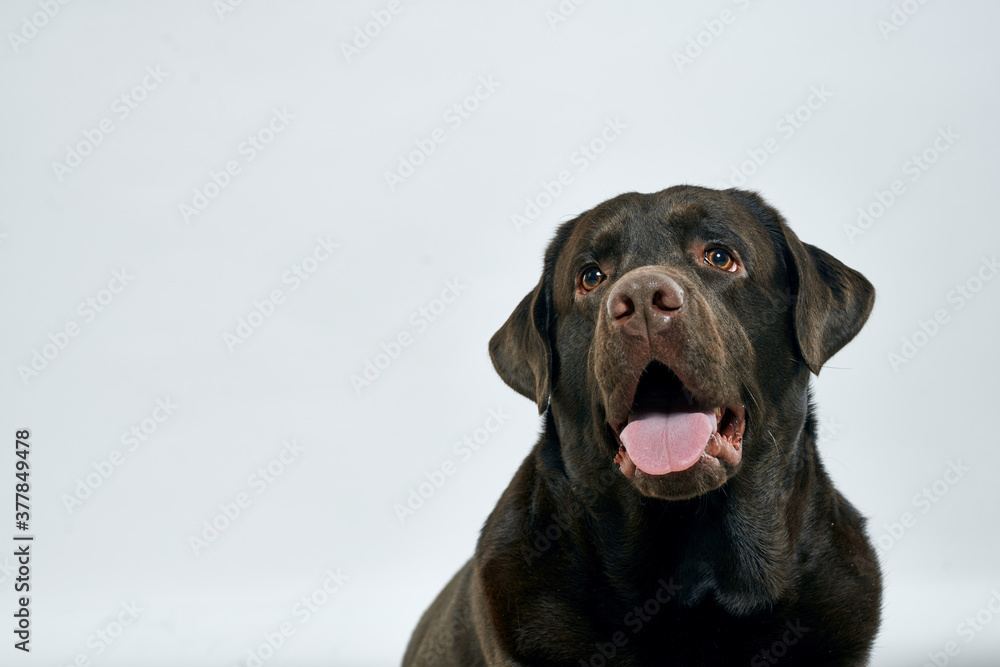 purebred dog on a light background pet cropped view close-up