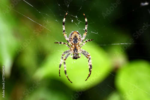 Spider on a net