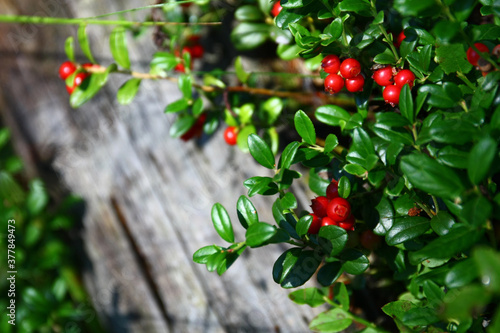 Photography Vaccinium vitis-idaea