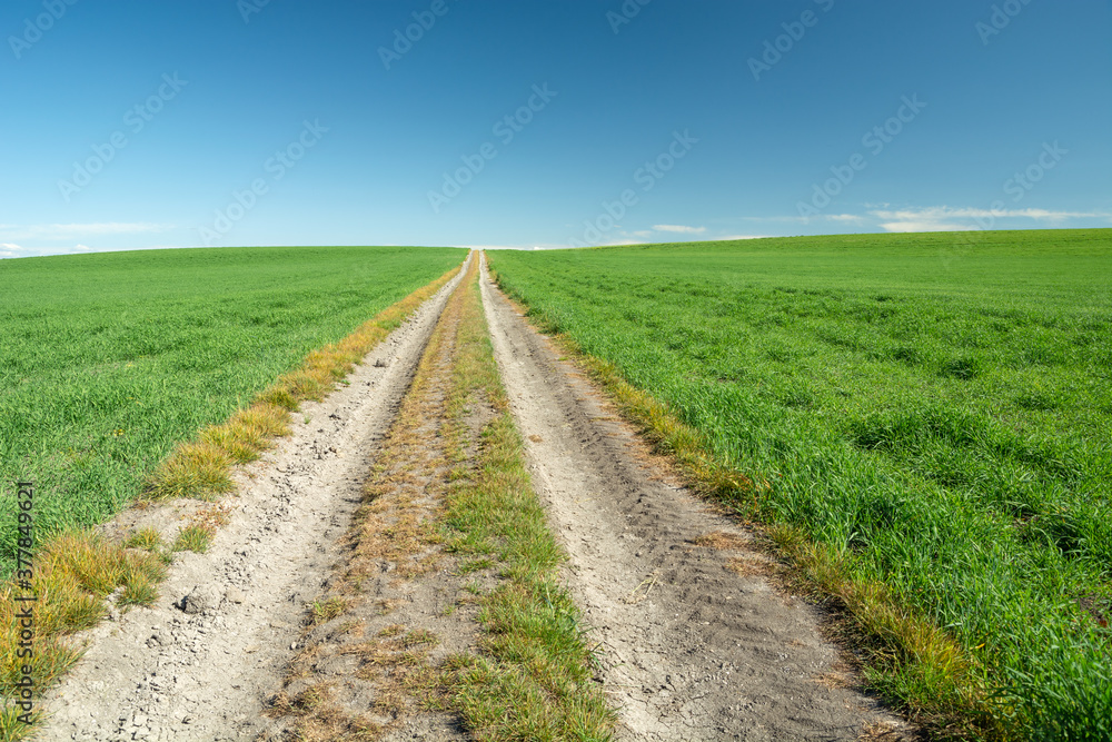 Long dirt road through green fields, summer day