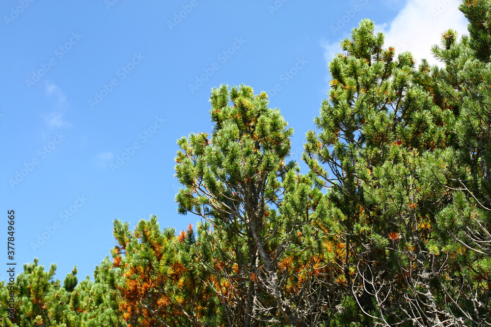 Grow mountain pine Grow mountain pine