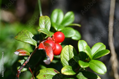 Vaccinium vitis-idaea photo