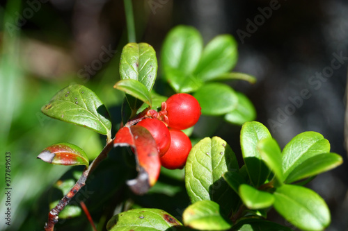 Vaccinium vitis-idaea photo