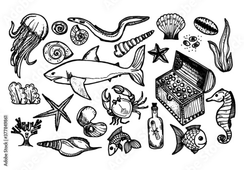 Set of cute hand drawn elements of marine theme including fish, shells and other sea dwellers. Hand drawn marine collection