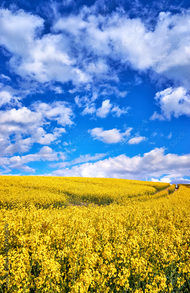Vertical view of a yellow rapeseed field under a blue sky with white clouds. Vertical view of a yellow rapeseed field under a blue sky with white clouds.