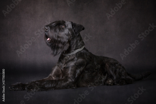 Schnauzer