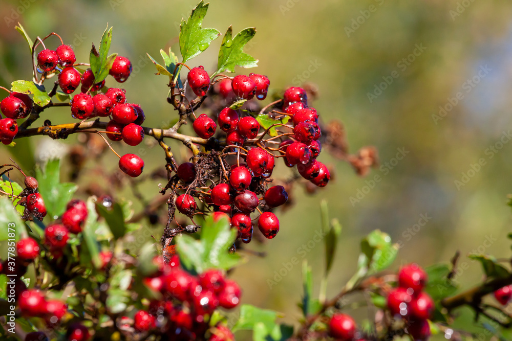 Beeren Beeren