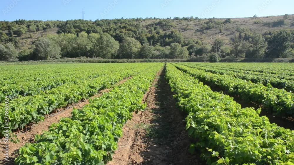 Rows of young vines in vineyard. Grape seedlings at sunset. Vine nursery and winery. Young grape shoots available for sale. Plantation. Cultivation of vines on field. Rows of young vines in vineyard. Grape seedlings at sunset. Vine nursery and winery. Young grape shoots available for sale. Plantation. Cultivation of vines on field.