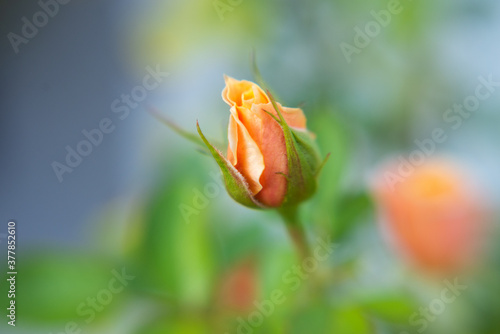 bud of a rose, soft focus and bokeh background