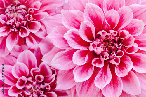 Amazing Dahlia flowers on a pink pastel background. Floral background or wallpaper.