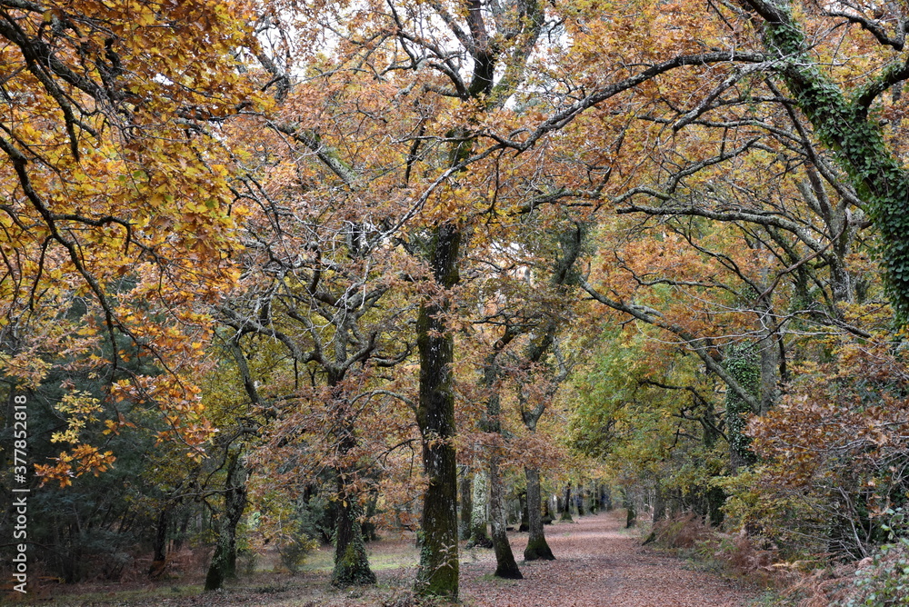 France, Aquitaine, bassin d'Arcachon, un sous-bois de chênes aux couleurs de l'automne. France, Aquitaine, bassin d'Arcachon, un sous-bois de chênes aux couleurs de l'automne.