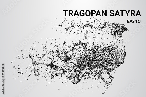 Tragopan Satyra of the particles. Tragopan-Satyr consists of circles and dots. Tragopan Satyra breaks down into molecules. photo