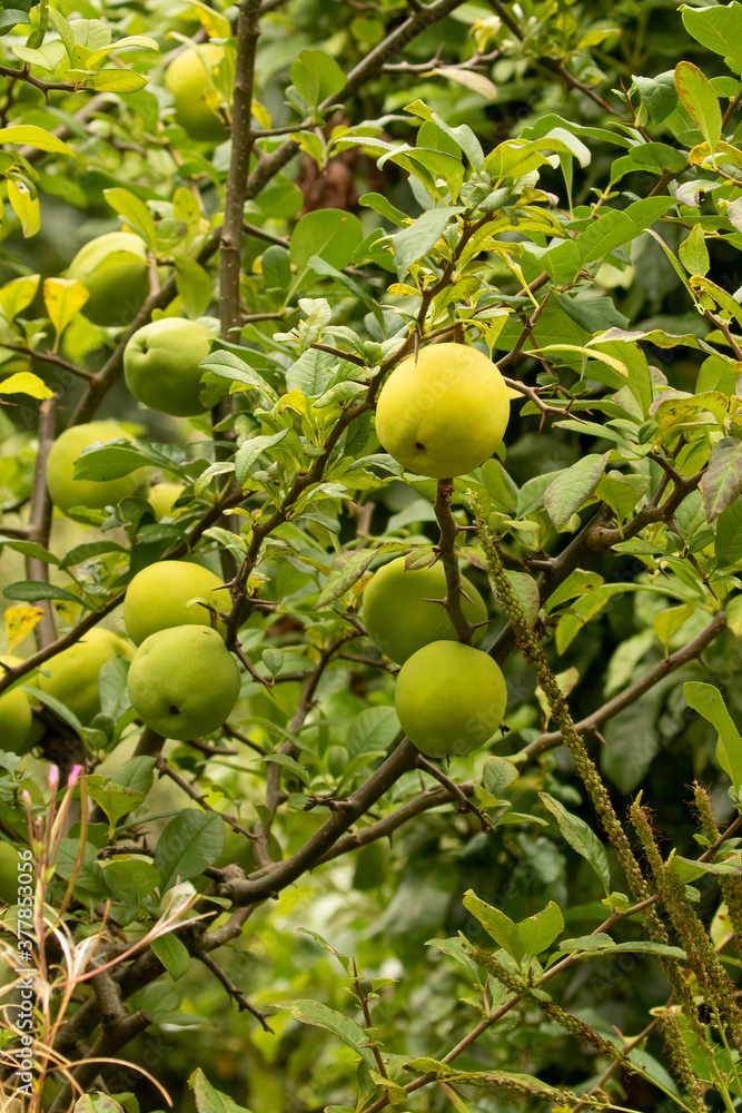 Organic green apples growing on branch in English garden. Concept of healthy living and thinking green