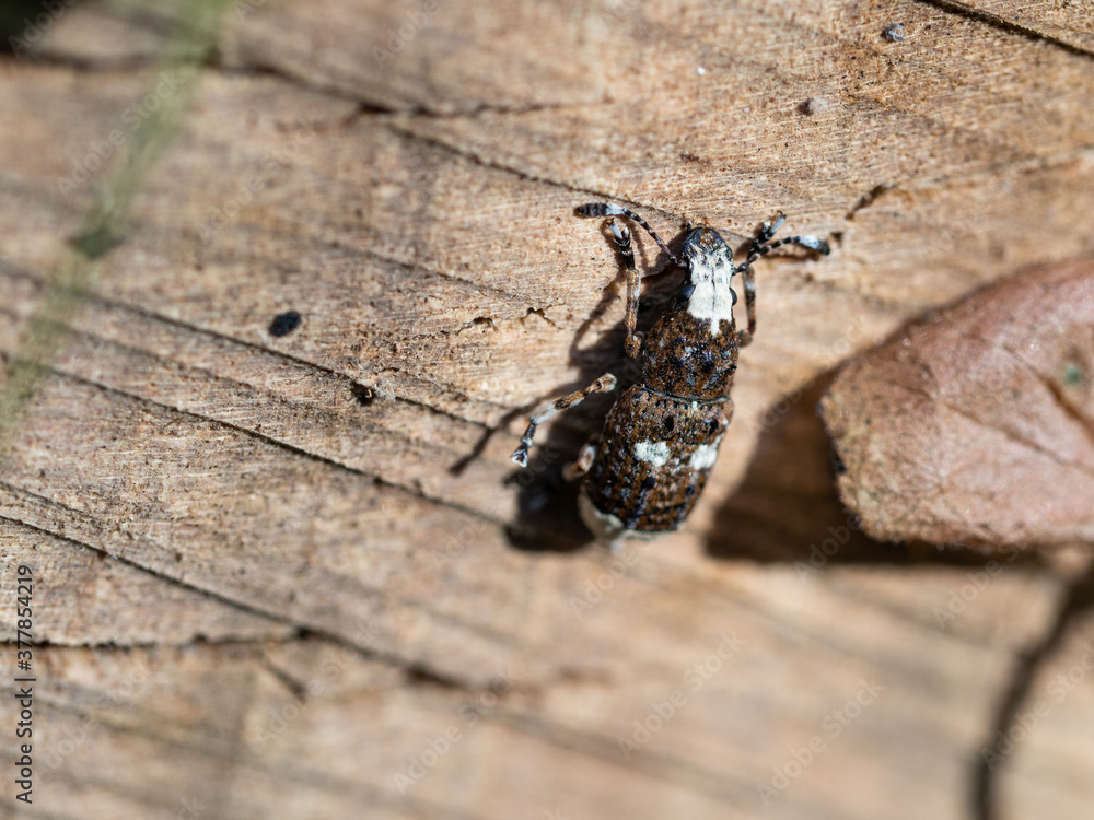 Obraz premium Platystomos albinus beetle on wooden background