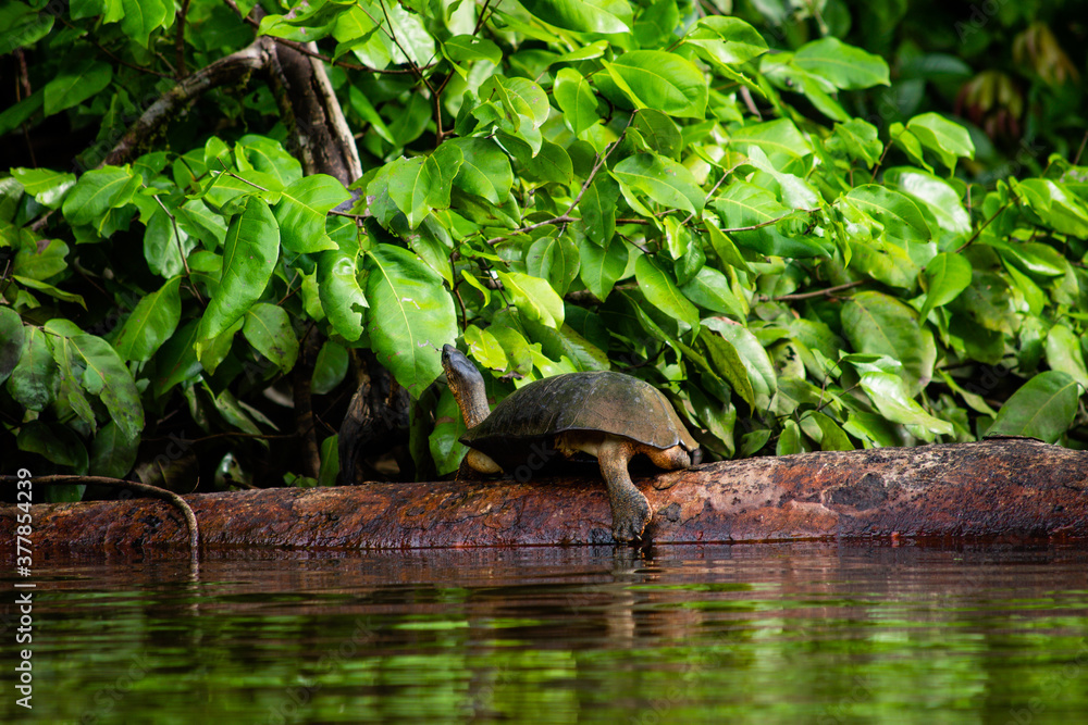 Fototapeta premium tortuga tomando el sol