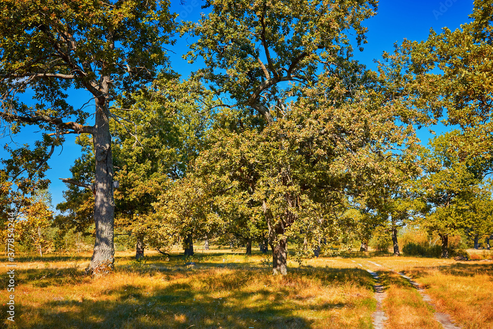 Fototapeta premium Beautiful green nature with oak trees.