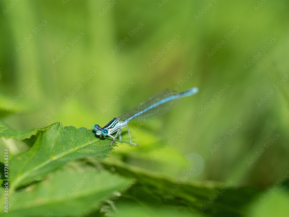 White-legged damselfly (Platycnemis pennipes) male sitting on green leaf in sunny summer day White-legged damselfly (Platycnemis pennipes) male sitting on green leaf in sunny summer day