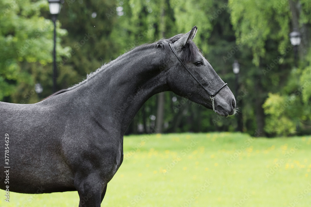 Obraz premium Portrait of a beautiful dark gray horse on natural green summer background, head closeup