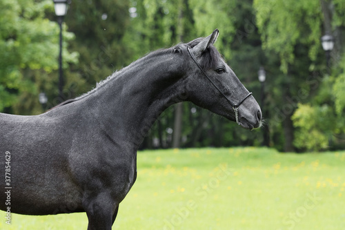 Portrait of a beautiful dark gray horse on natural green summer background, head closeup