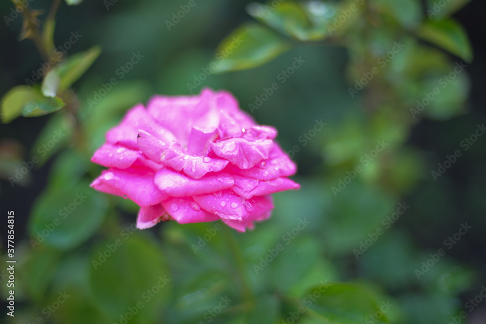Beautiful multi-colored roses bloom in the garden in the autumn afternoon, with green leaves in the background