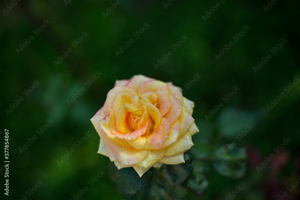 Beautiful multi-colored roses bloom in the garden in the autumn afternoon, with green leaves in the background Beautiful multi-colored roses bloom in the garden in the autumn afternoon, with green leaves in the background